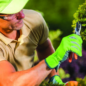 Man pruning a tree branch