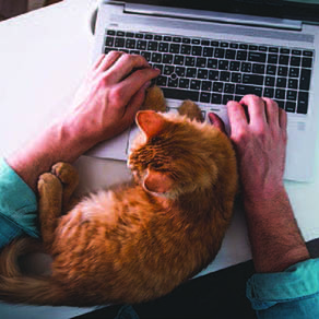Close up of someone typing on a laptop with a cat sitting in between their hands as they type